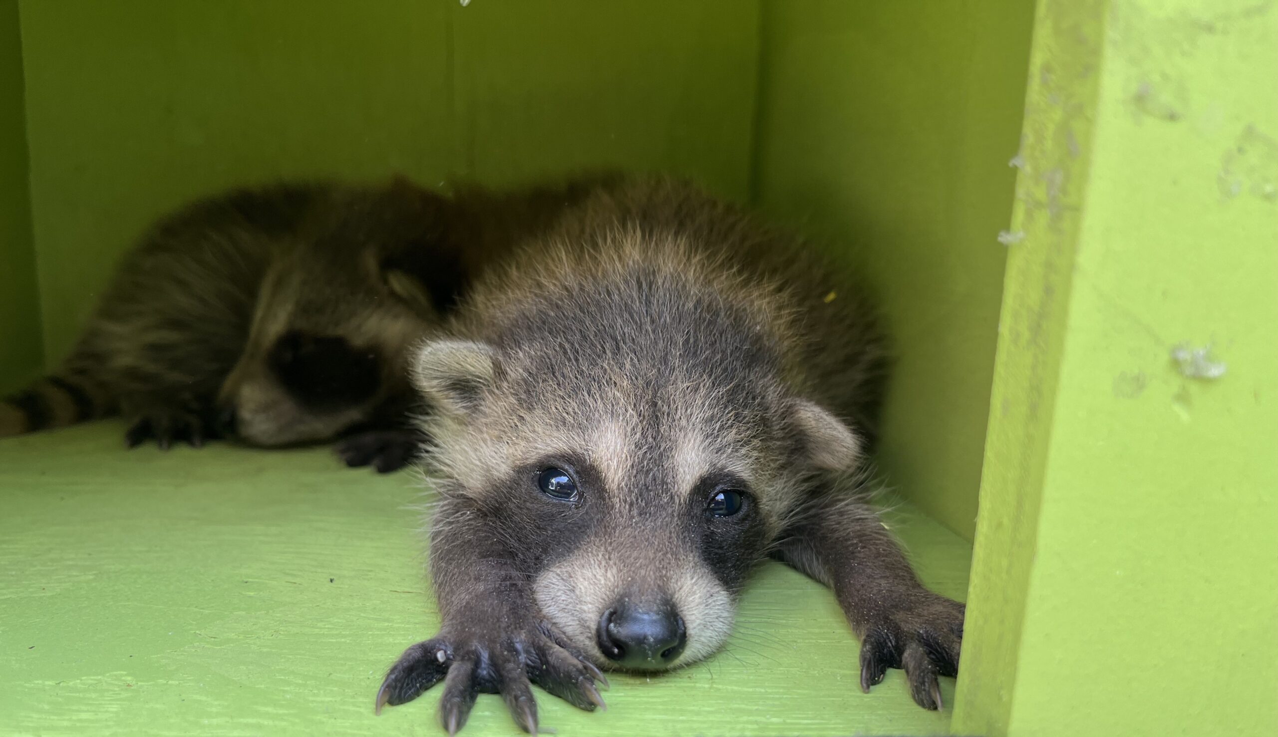 Raccoon Removal Oakville