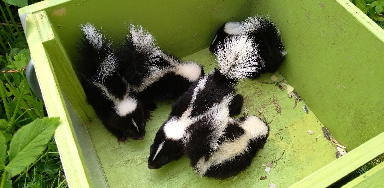 Ottawa skedaddle humane wildlife control June 2023 baby skunk skunks box removal screening damage 3 (1)