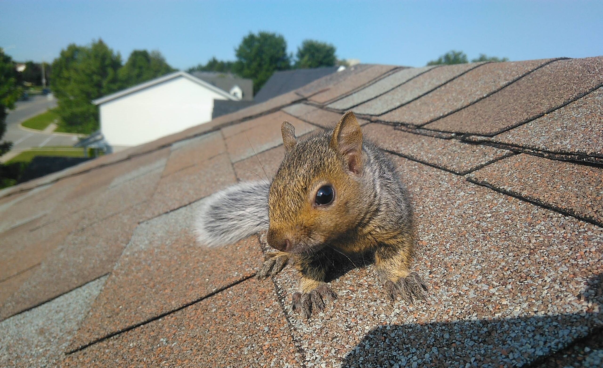 Squirrel Removal Prince George's