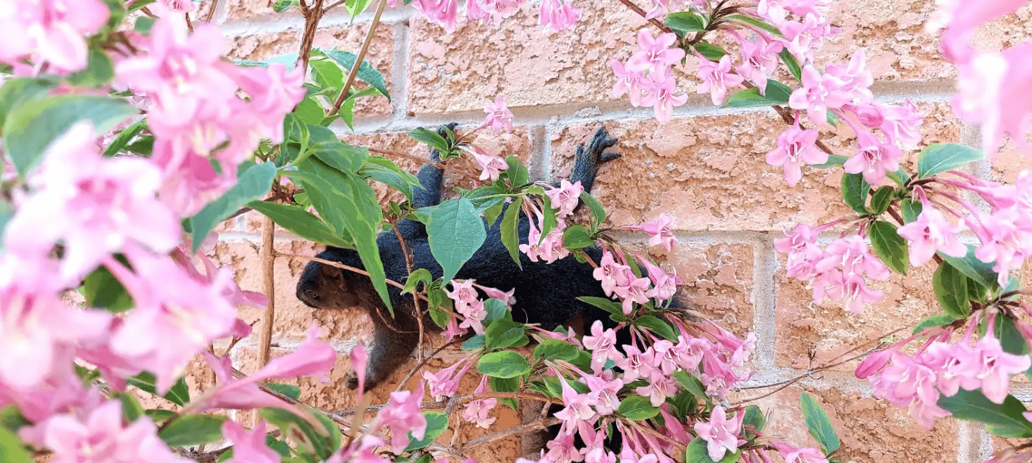 Squirrel Removal in Toronto