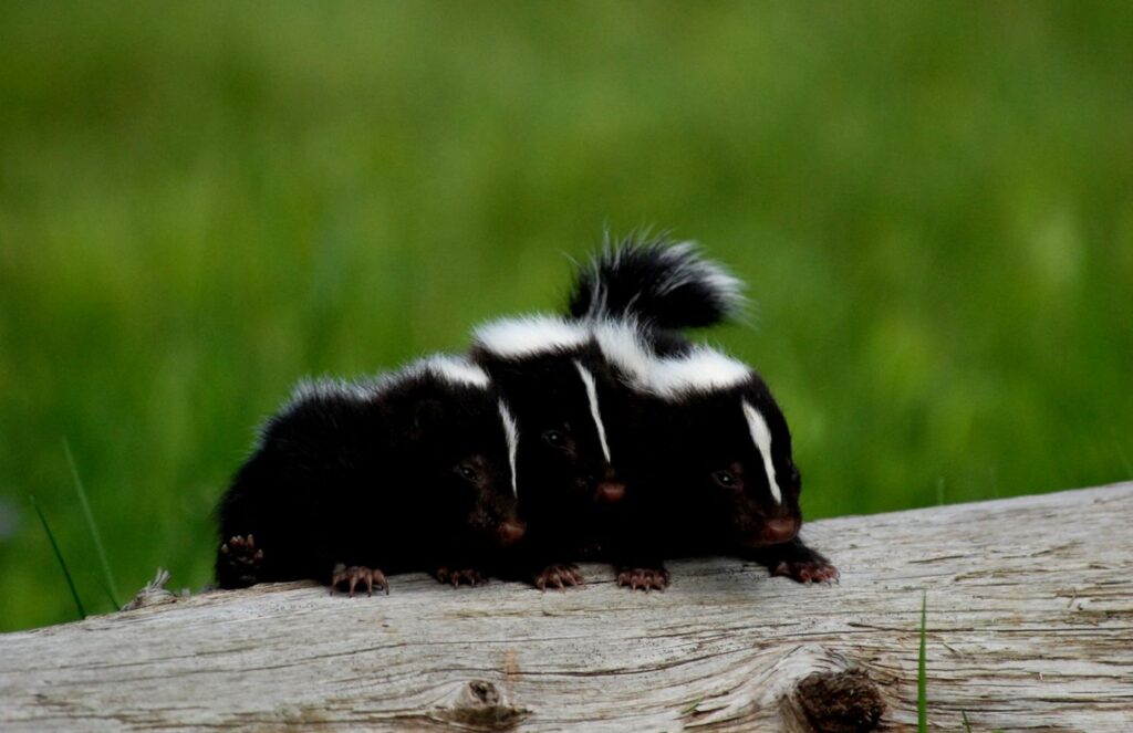 Young skunks together on a log