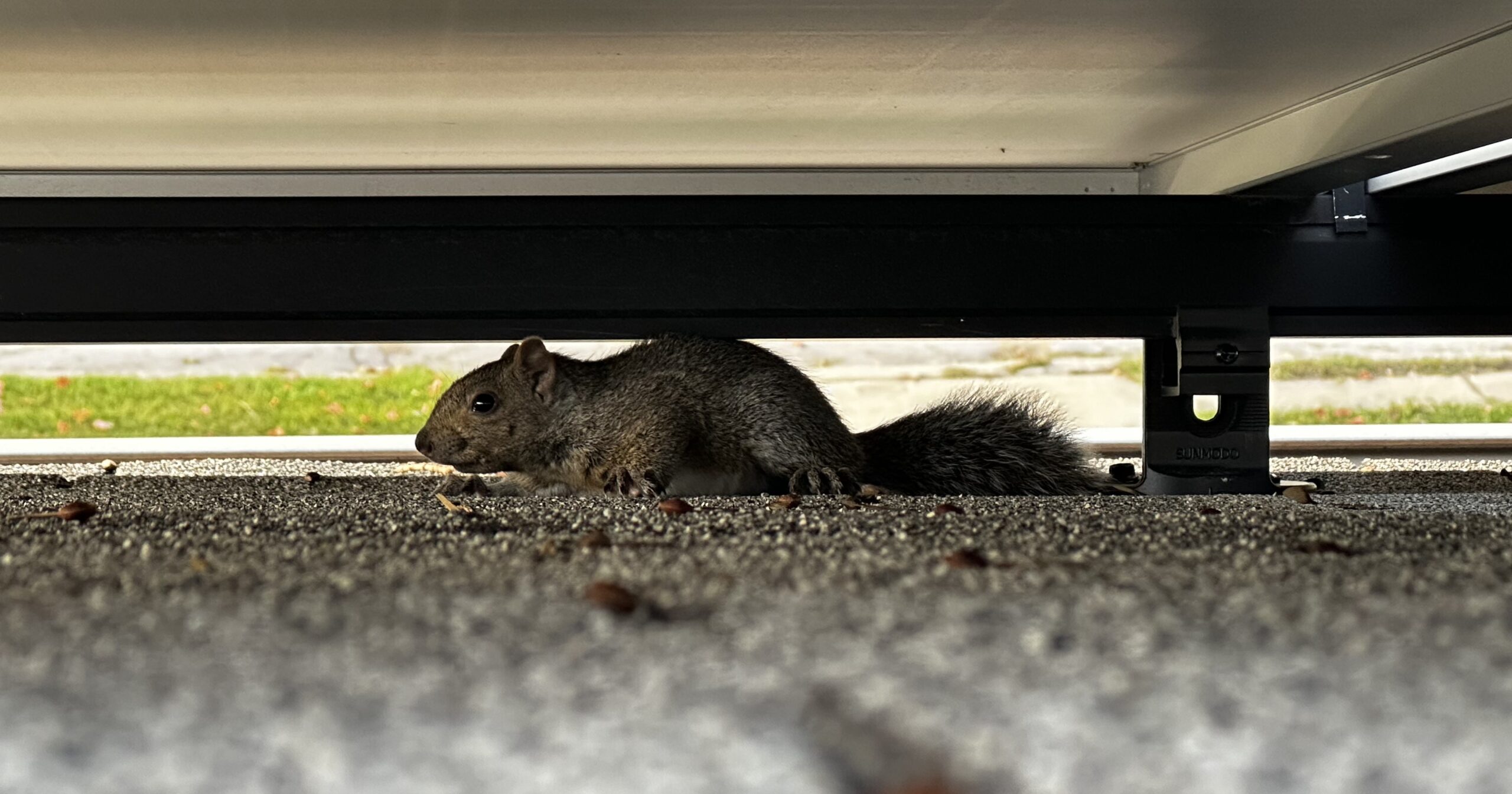 squirrel under solar panel Madison Milwaukee Wisconsin skedaddle humane wildlife control October 2023 2 (1)