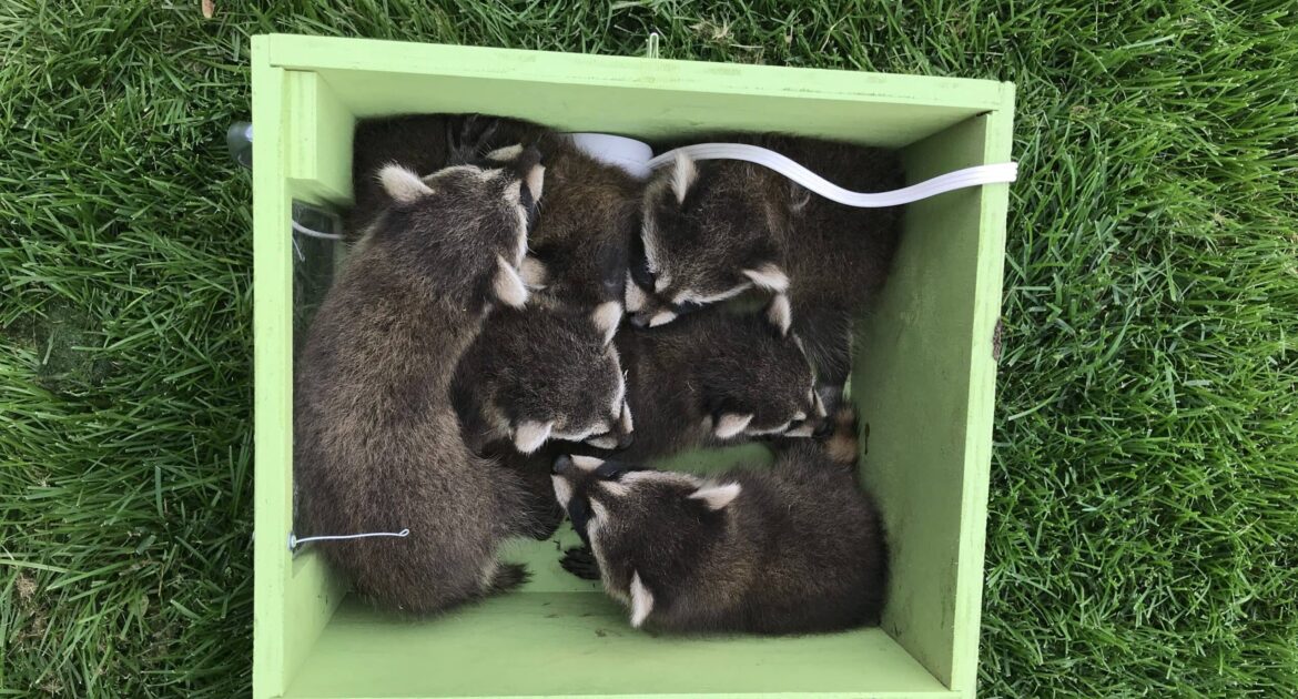 Raccoon Removal