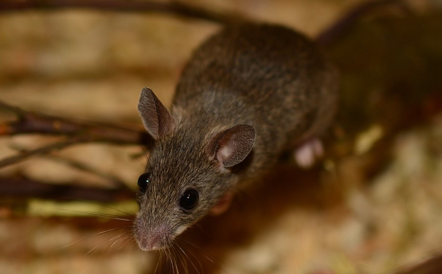 Mice Removal Anoka County