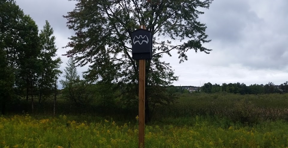 Bat Removal Coquitlam