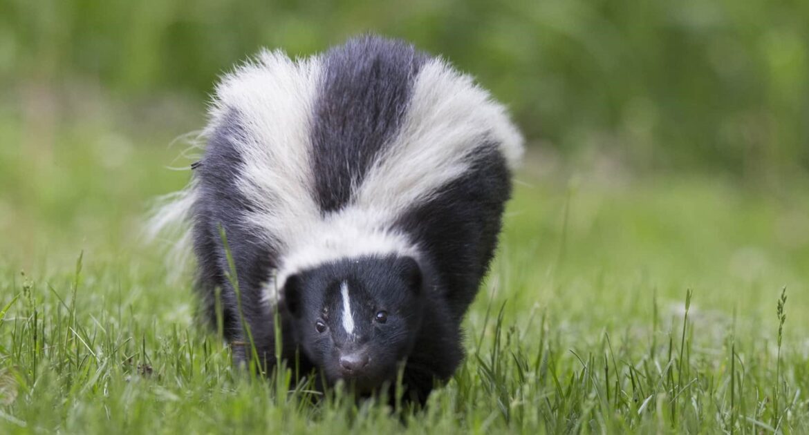 Skunk Removal Howard County