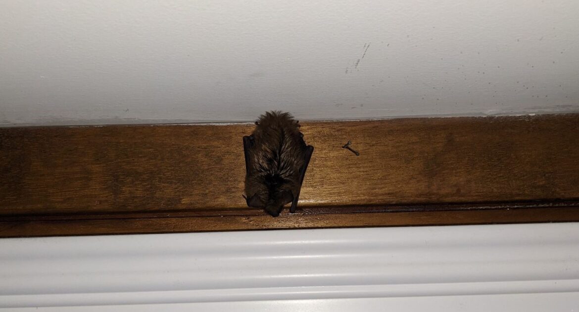 Bat Removal Madison