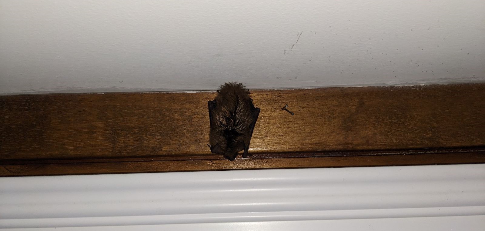 Bat Removal Madison