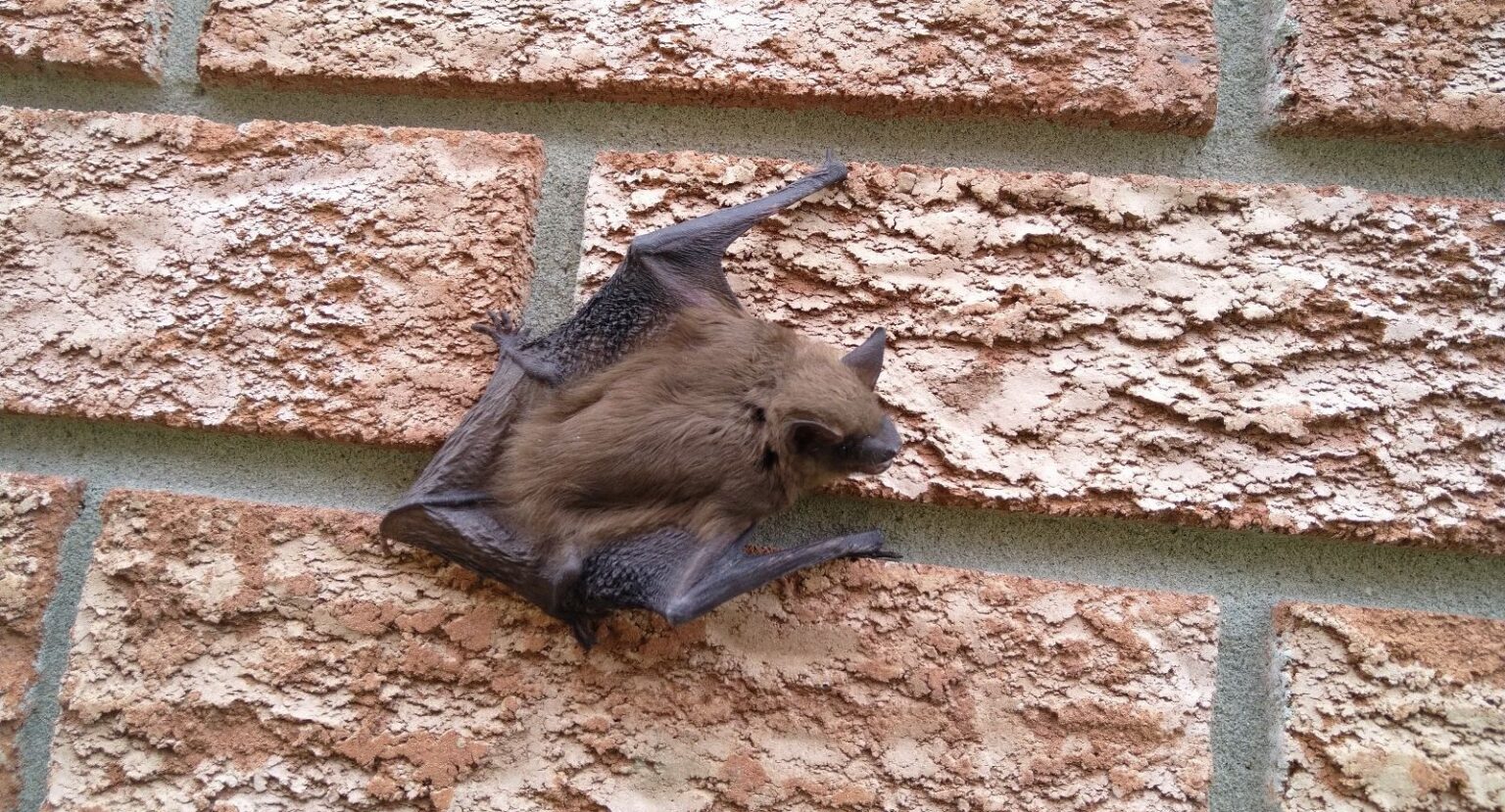 How Do Bats Hunt For Food? | Skedaddle Wildlife Control