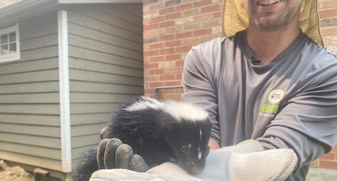 Skunk Removal Milwaukee