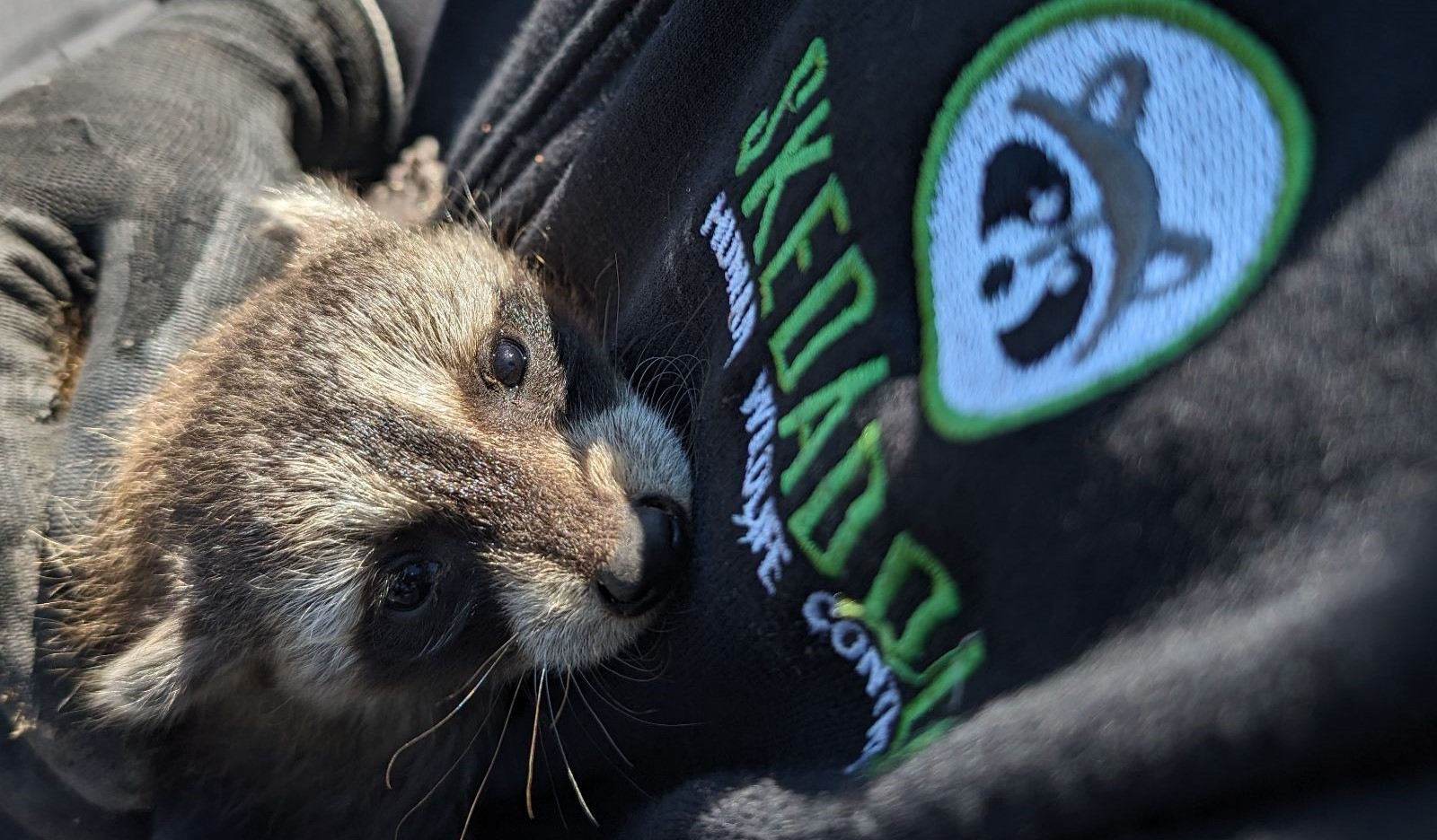 Minneapolis Raccoon Removal