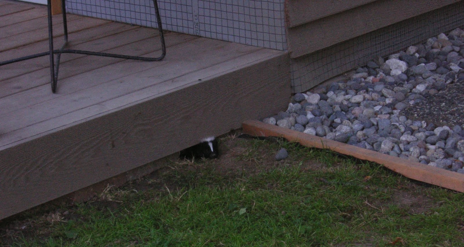 Skunk Removal Mississauga