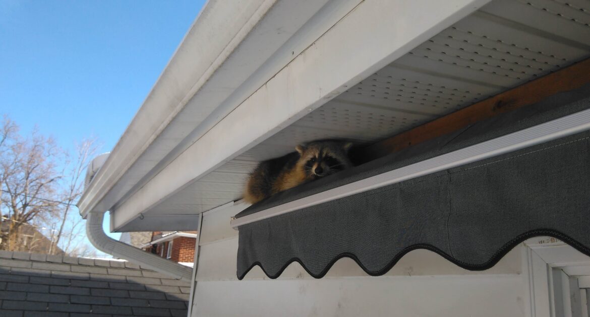 Raccoon Removal Montreal