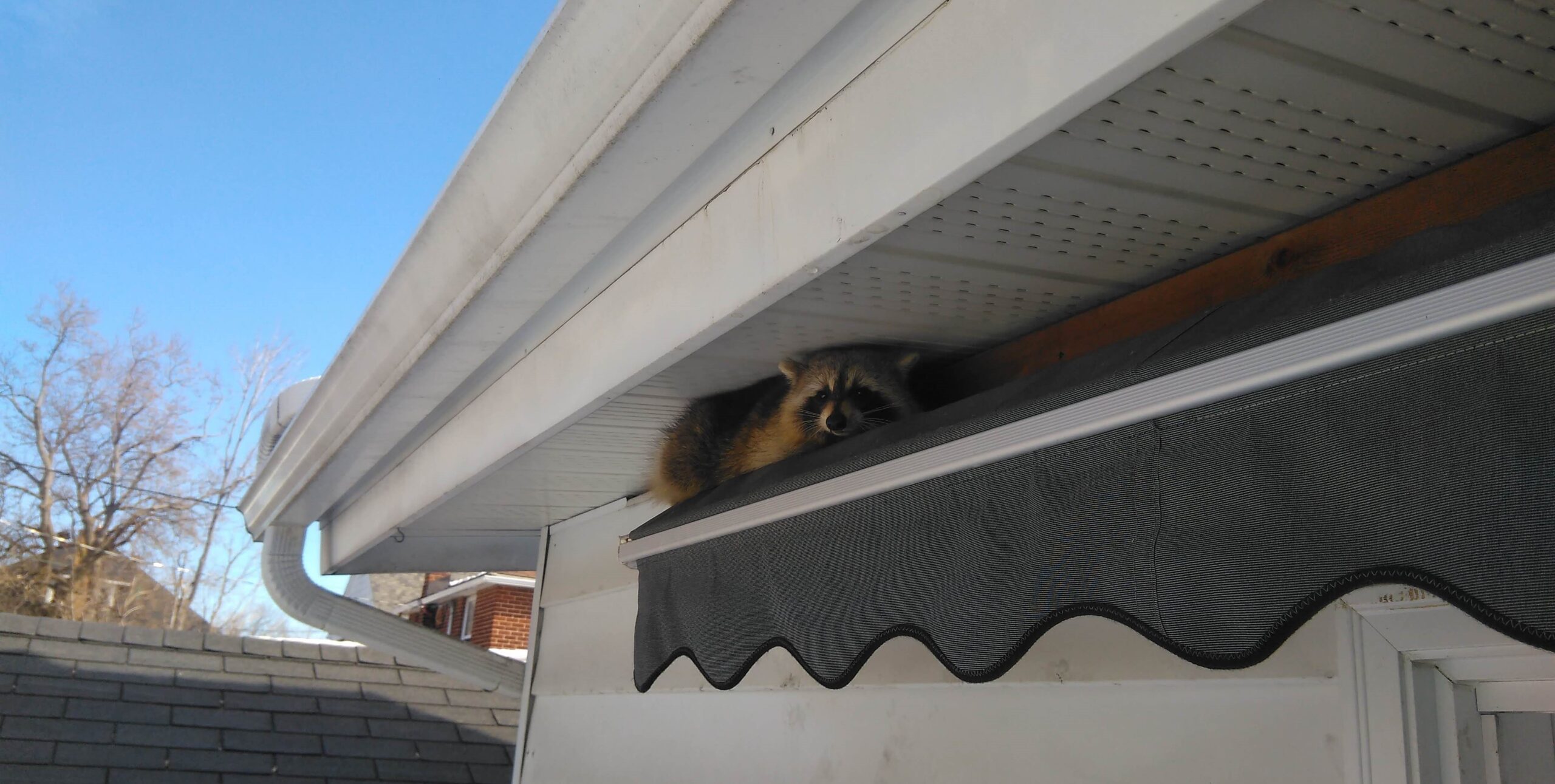 Raccoon Removal Montreal