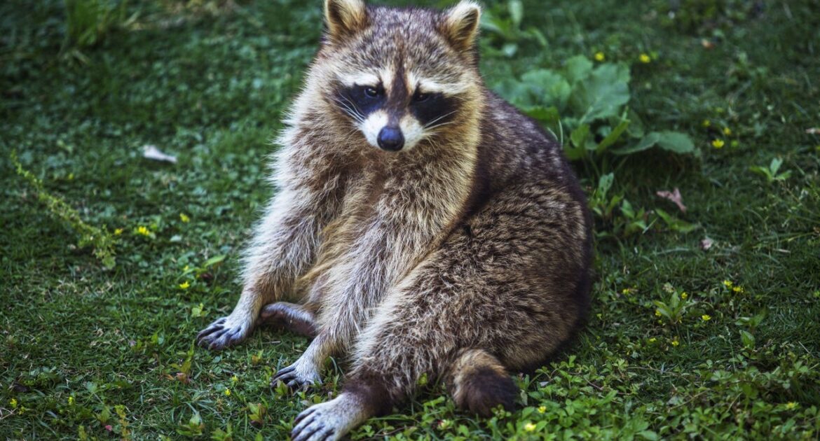 Raccoon Removal Ottawa