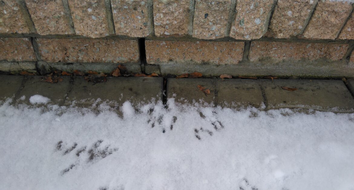 Mice Removal Ottawa