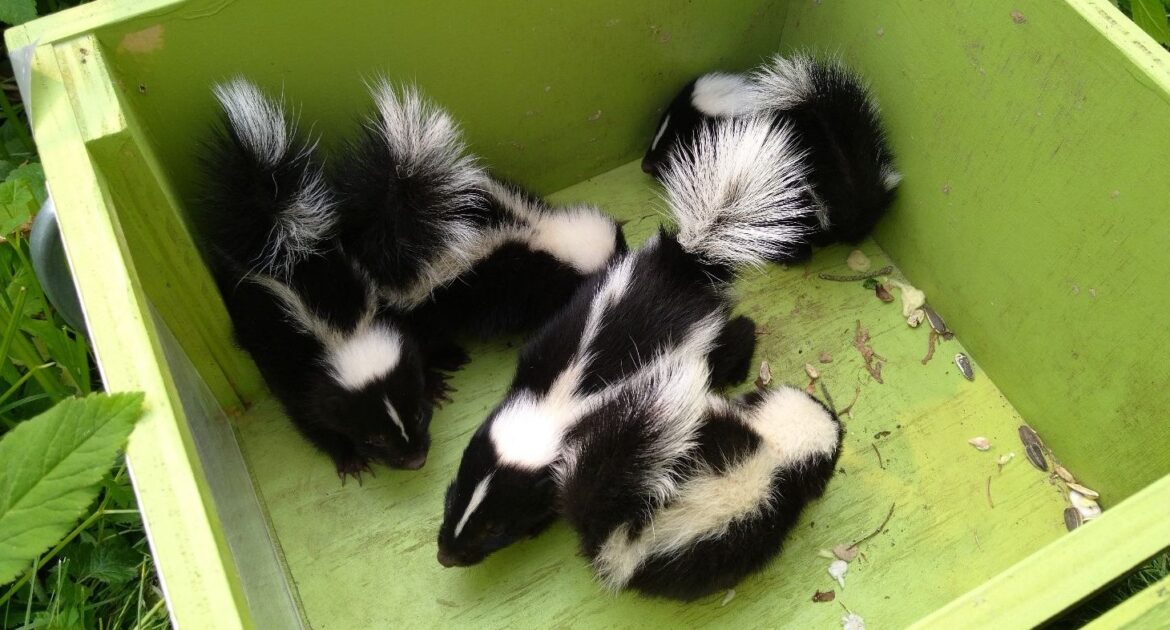 Skunk Removal Toronto