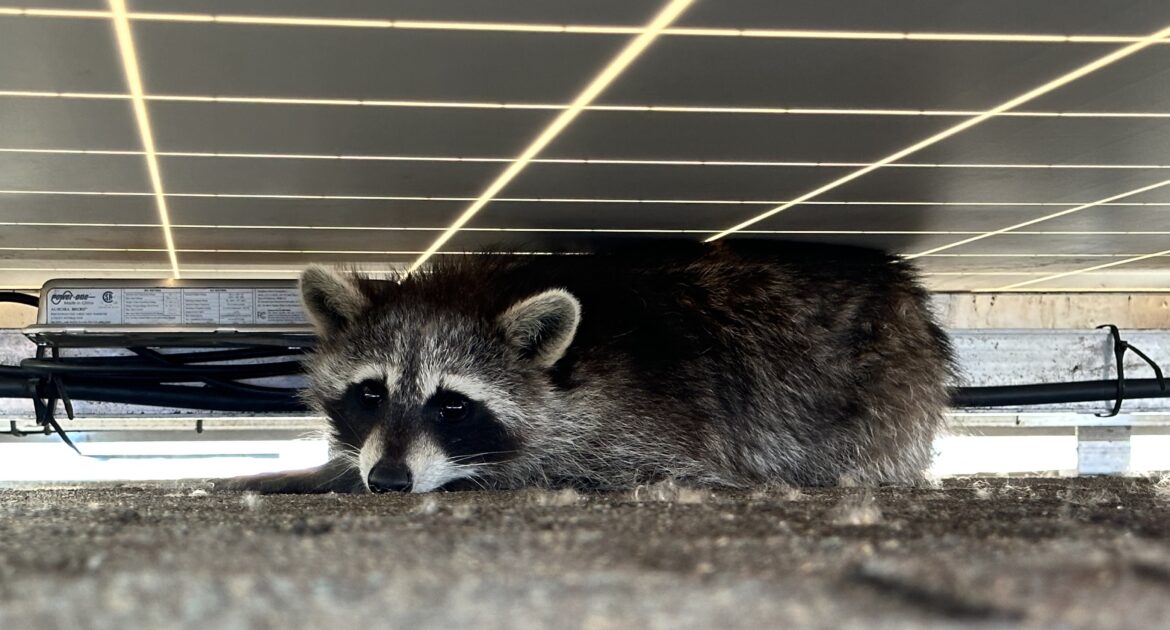 Raccoon Removal Toronto