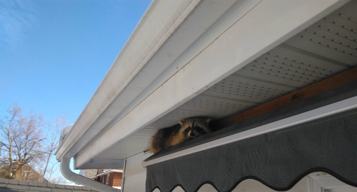 Raccoon Removal Bowie