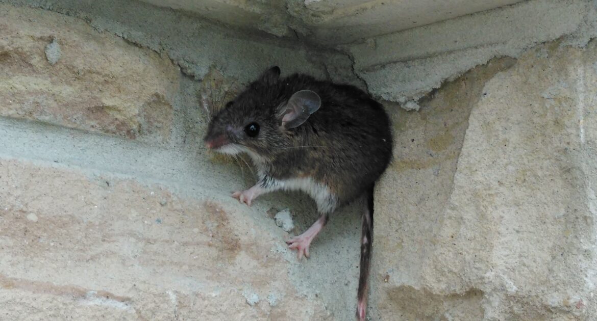 Mice Removal Milwaukee