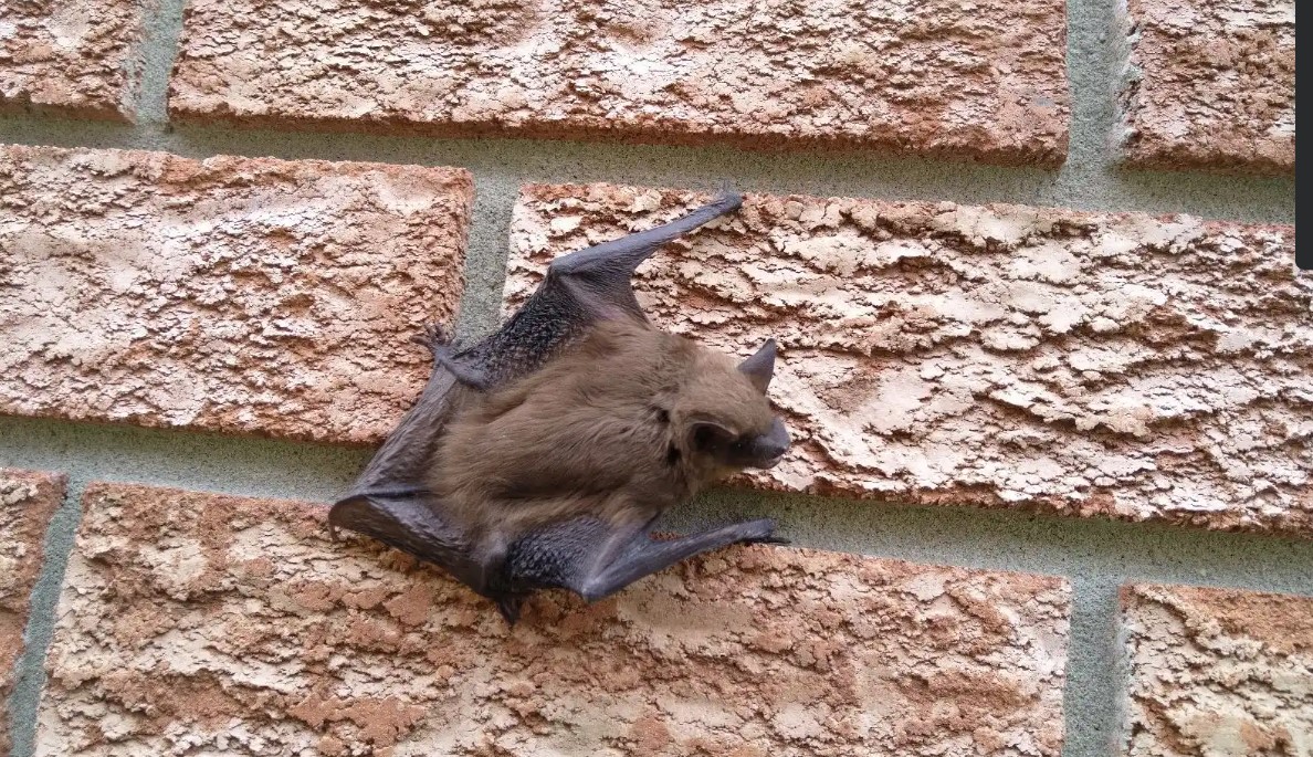 Bat Control in Saint Paull