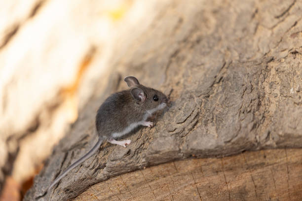 Rodent Removal in Saint Paul