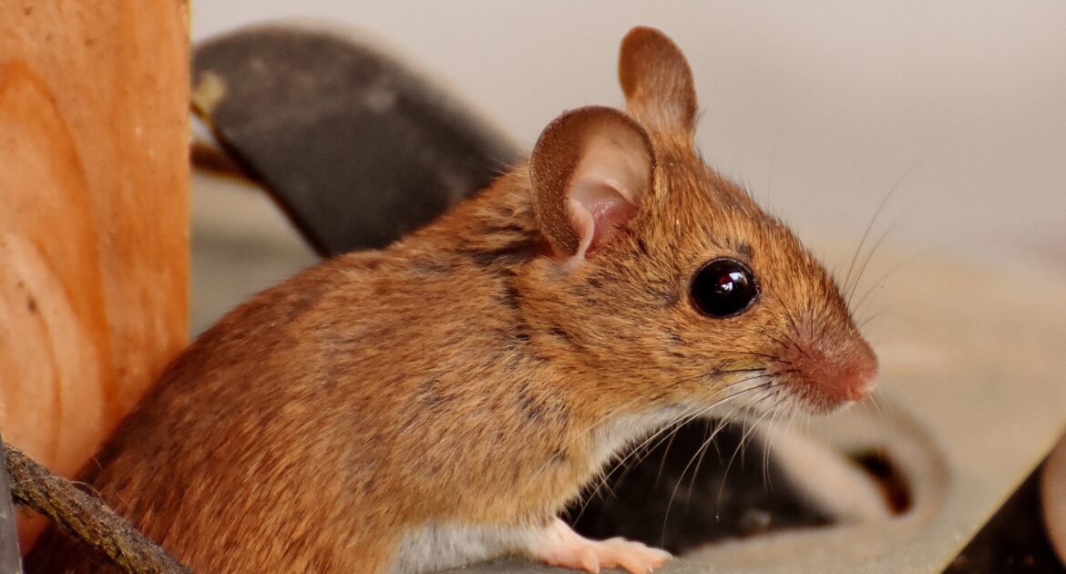 Mouse Removal Etobicoke