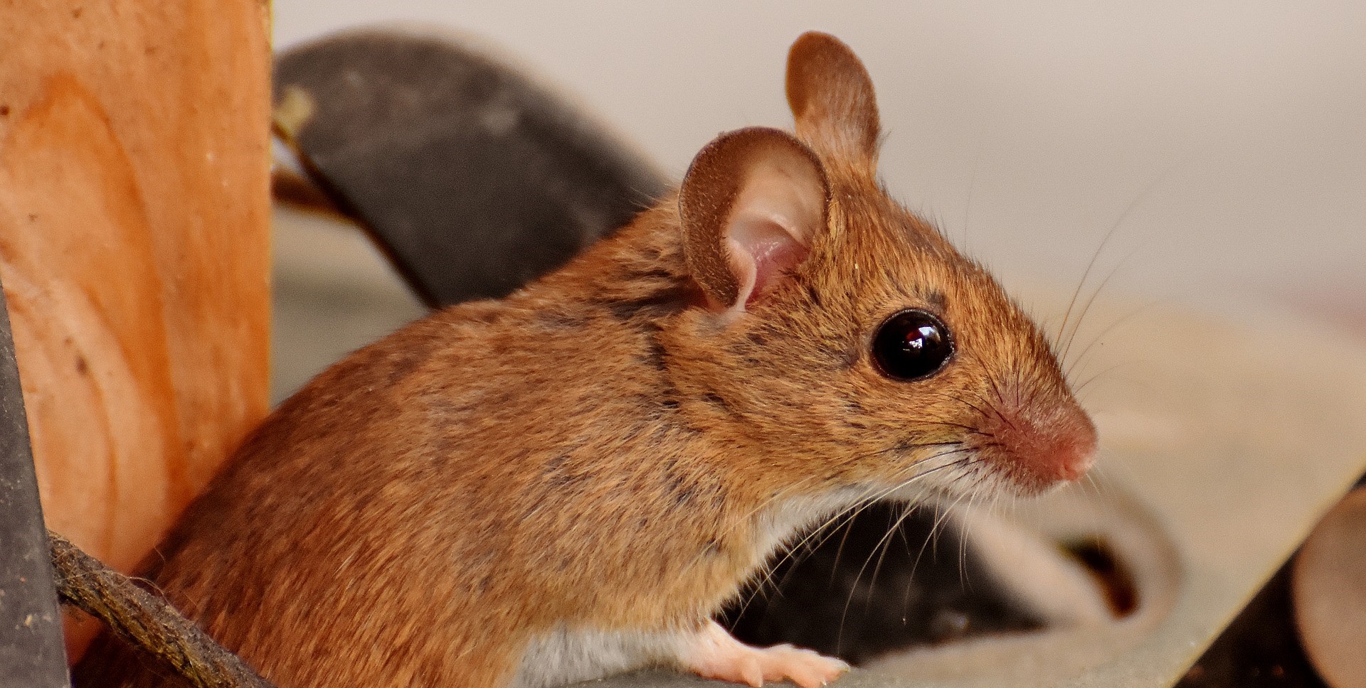 Mouse Removal Etobicoke