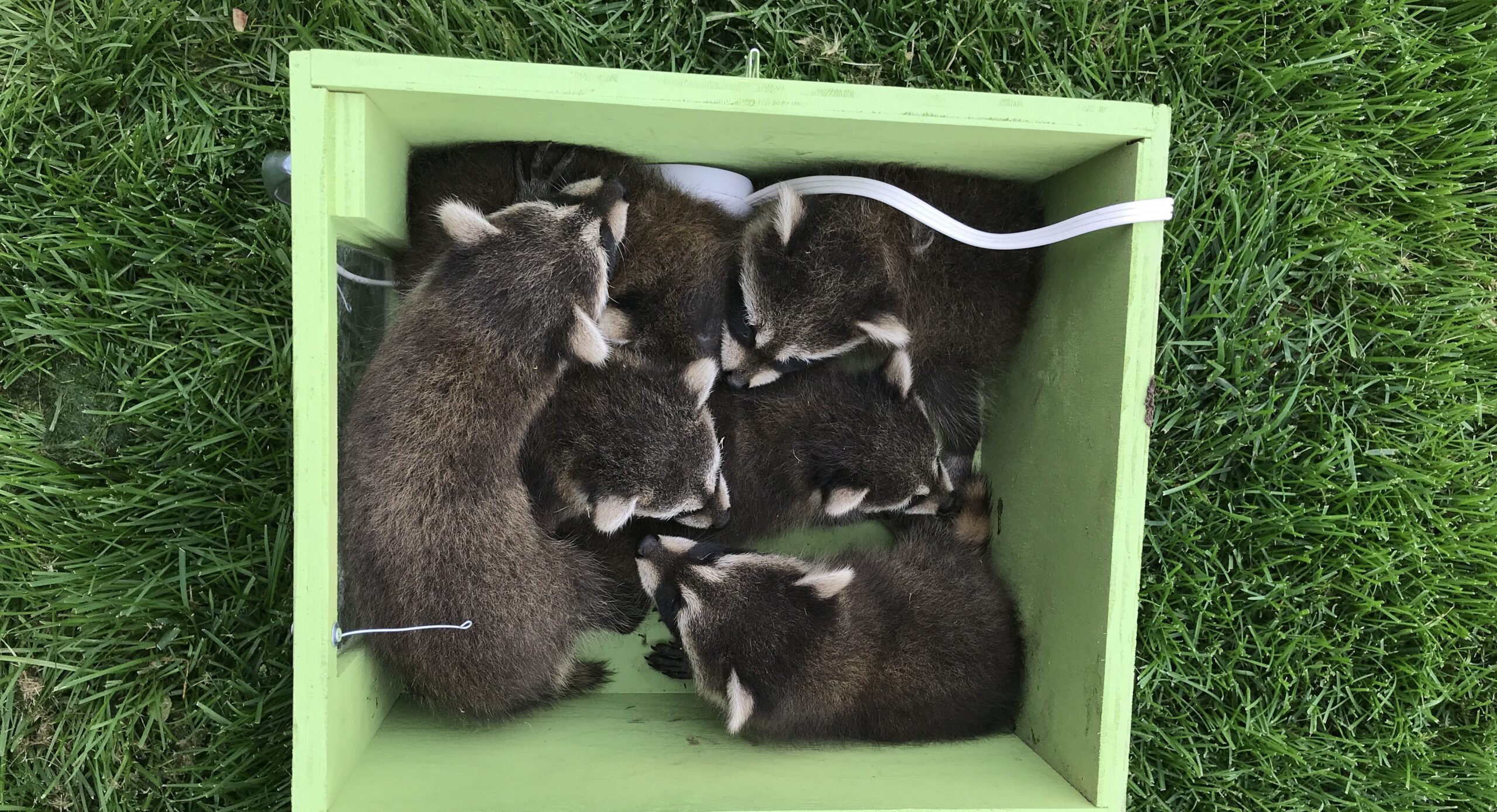 Raccoon Removal Toronto