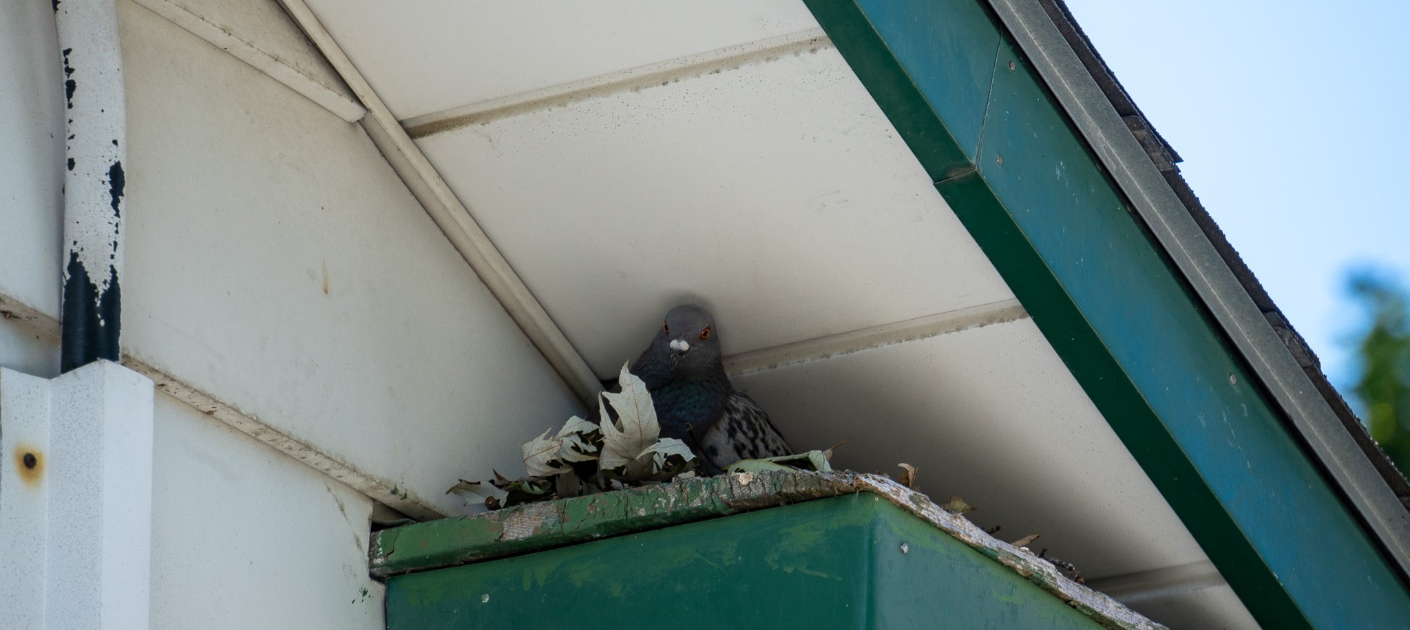 Bird Removal Victoria