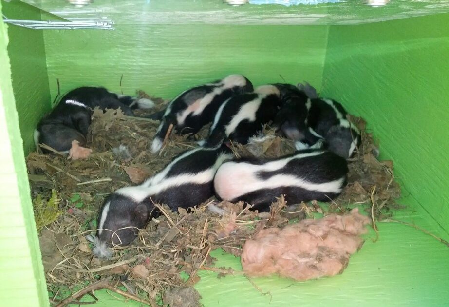 Skunk Removal Oakville