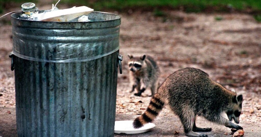 Urban Racoon Vs Rural Raccoons And Urban Areas | Skedaddle Niagara