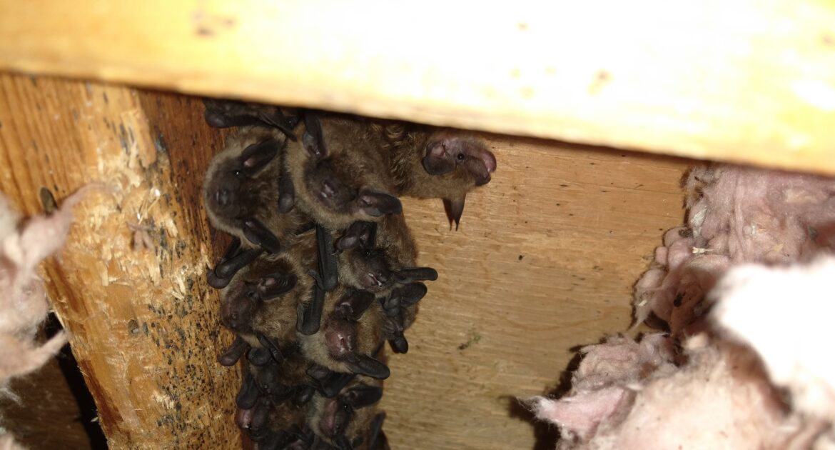 Columbus Wildlife Control: Bats in the Attic and How to Handle Them