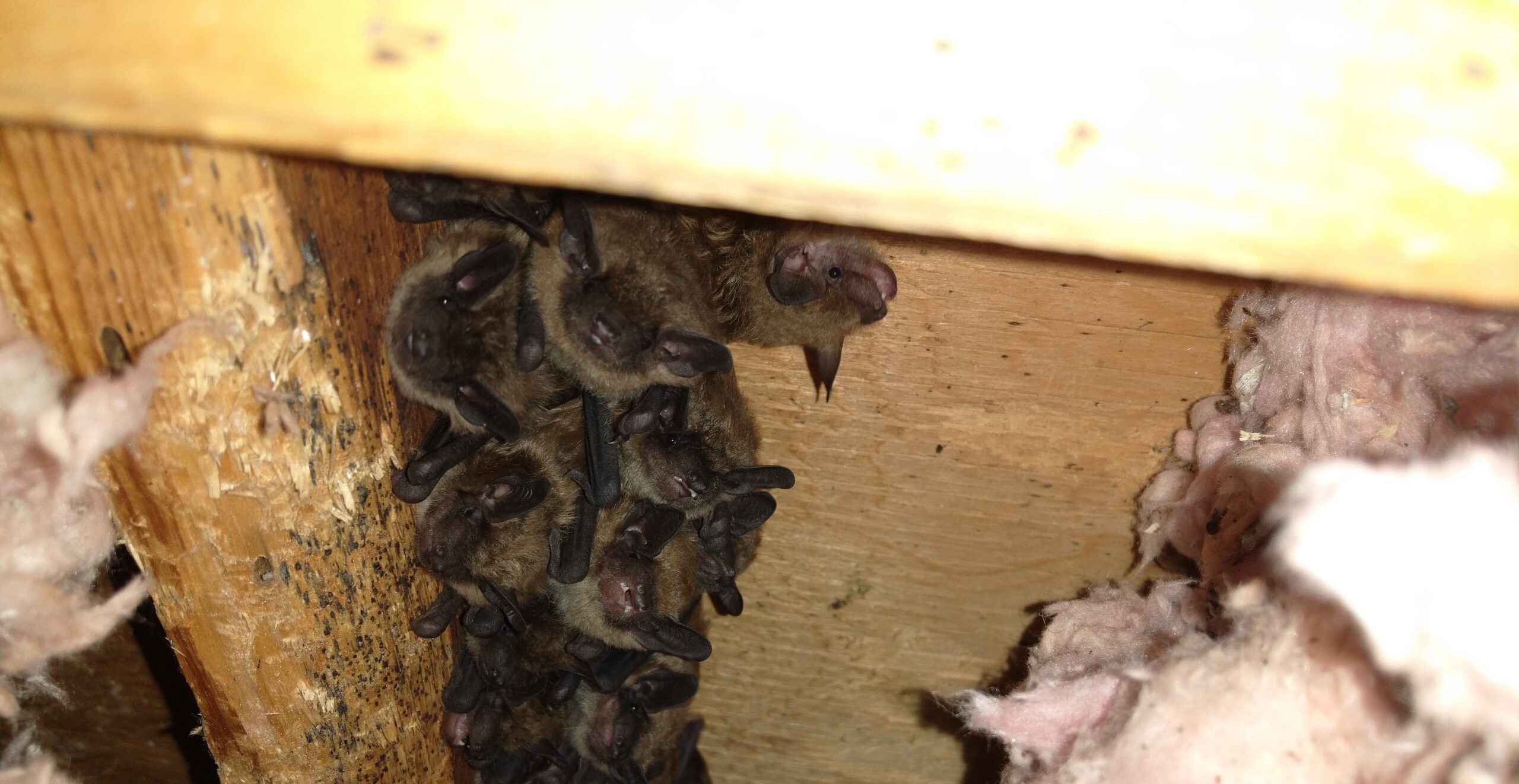 Columbus Wildlife Control: Bats in the Attic and How to Handle Them