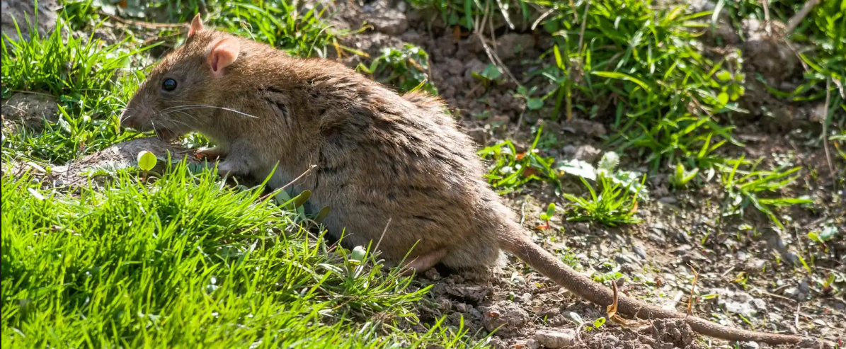 Are Rats Only Found In Large Cities
