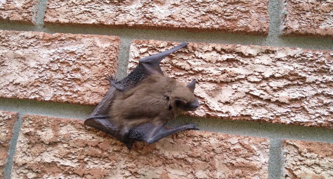 Bats and Insulation Damage The Hidden Costs for Baltimore Homeowners