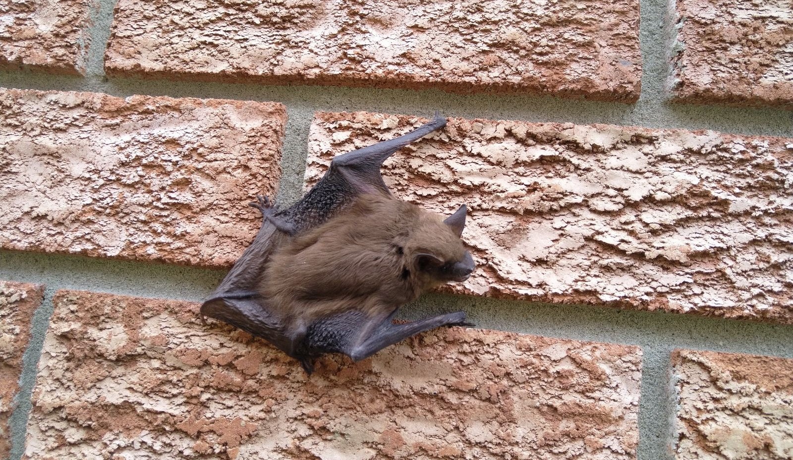 Bats and Insulation Damage The Hidden Costs for Baltimore Homeowners