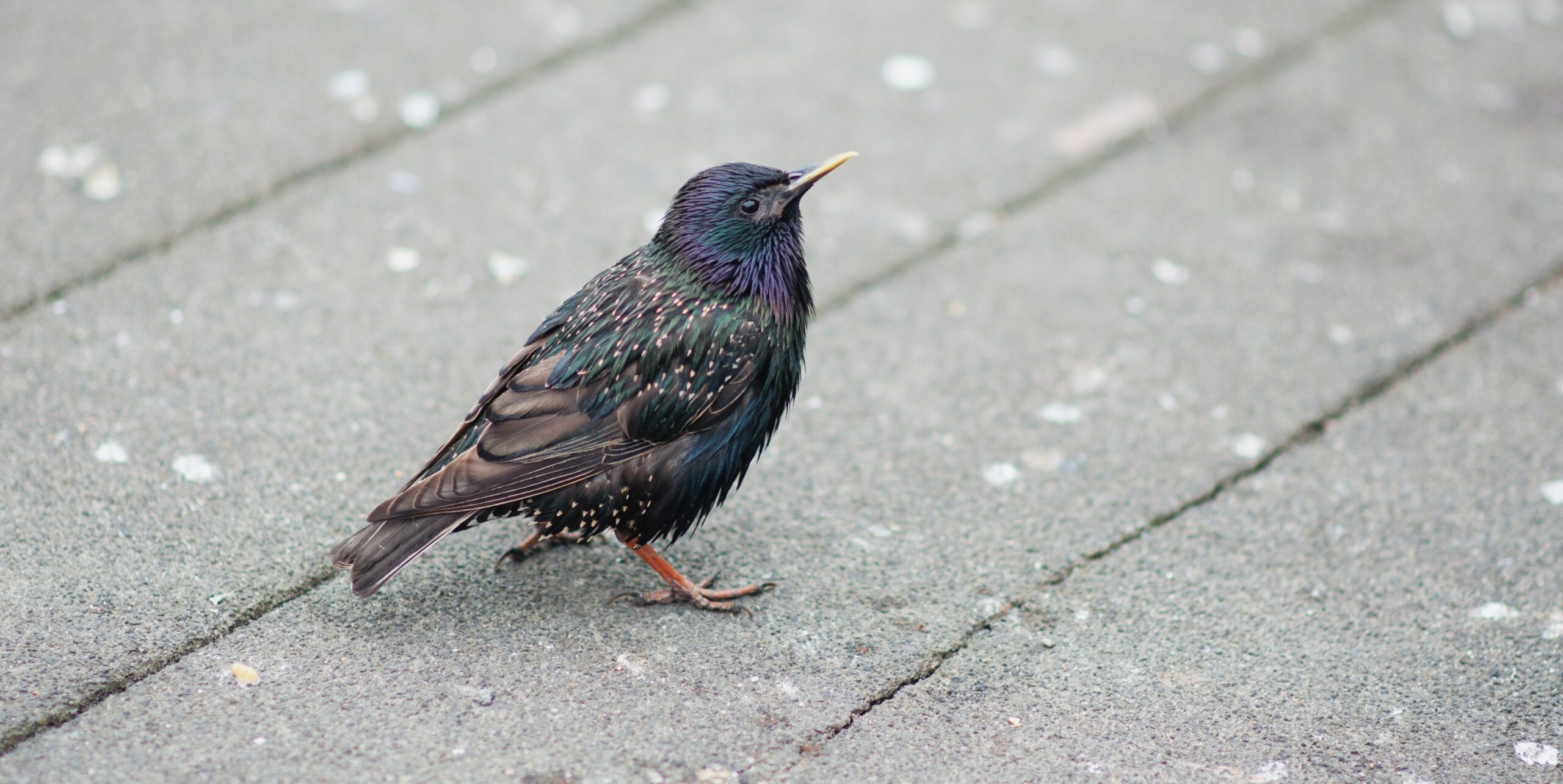 Blaine Wildlife Control How Do Birds Stay Warm In The Winter
