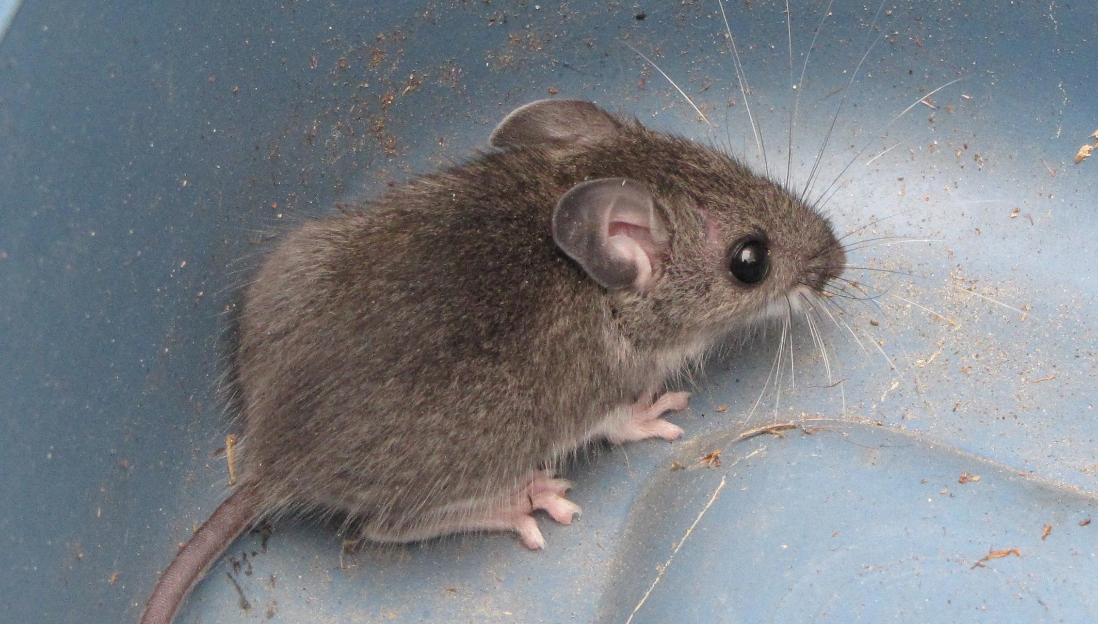 Recognizing Deer Mice Unique Risks to Homes