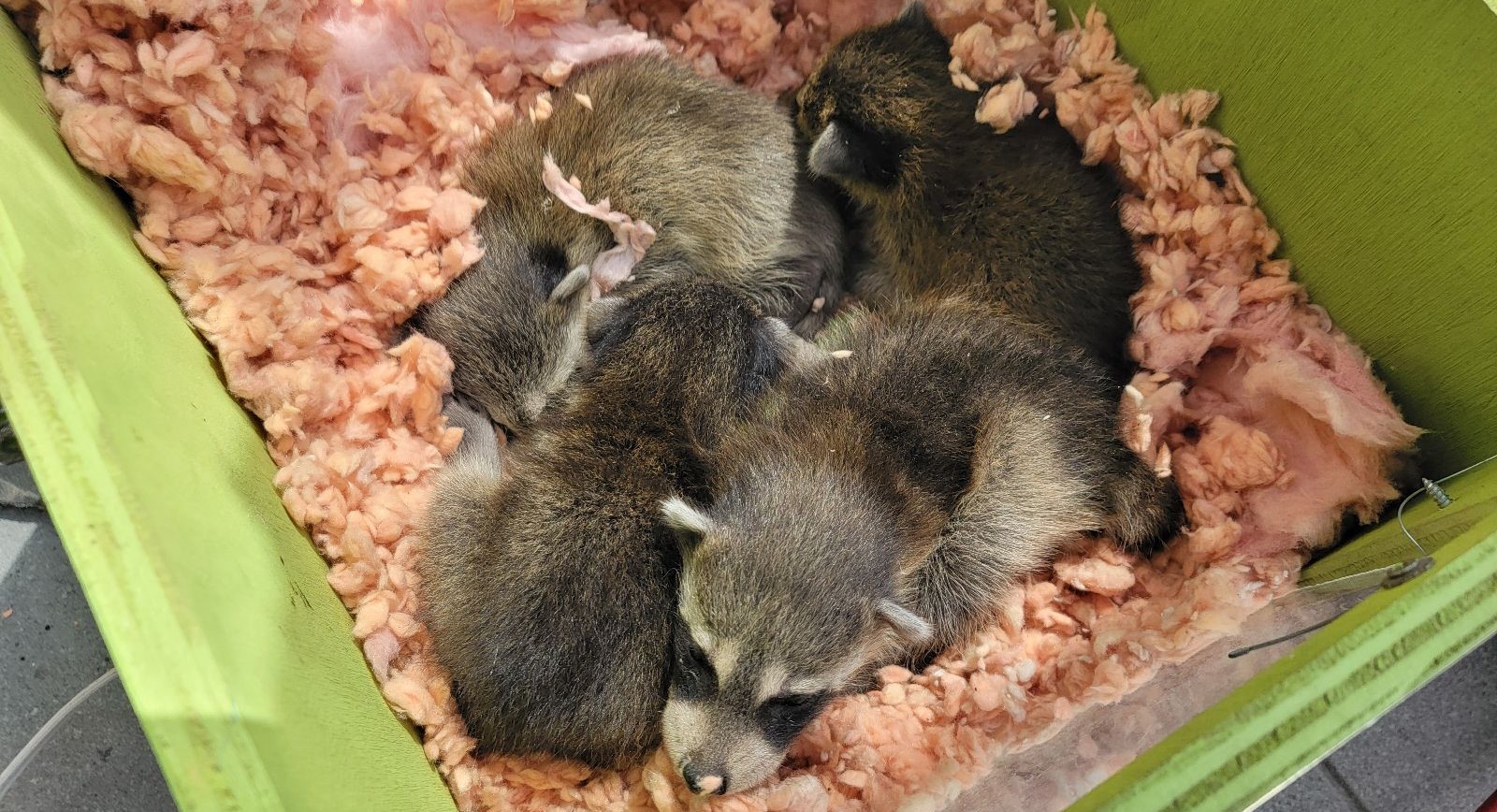 Detecting Signs of a Raccoon Problem in Toronto Sounds, Smells, and Sightings