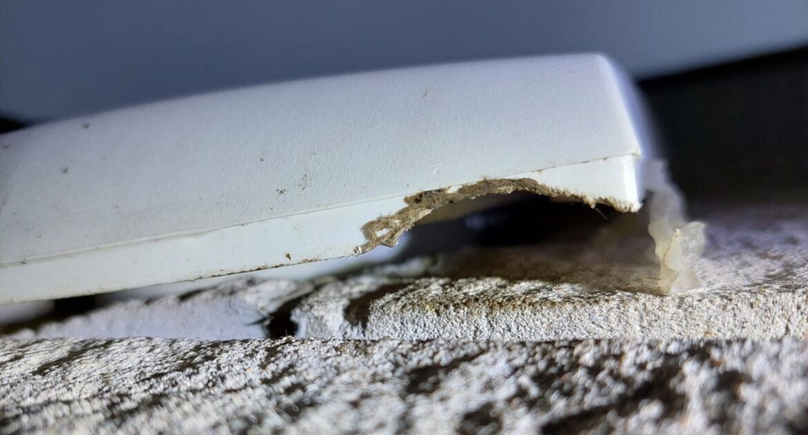 Mouse Removal East Cobb