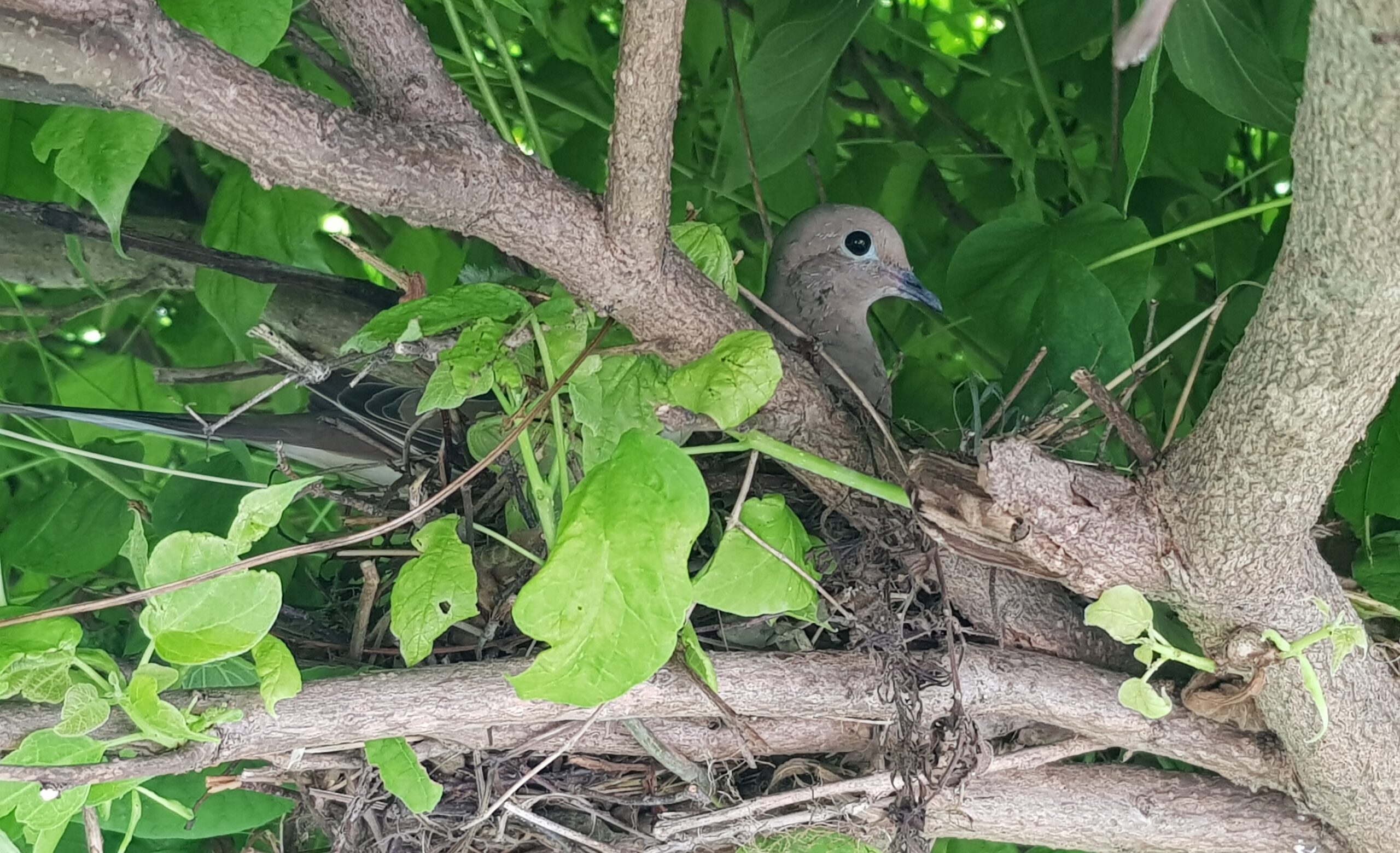 The Mysteries of Bird Nesting Habits