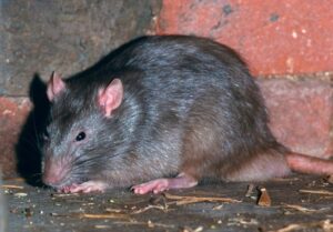 A close up view of a large Norway rat crouching near a brick structure indoors.