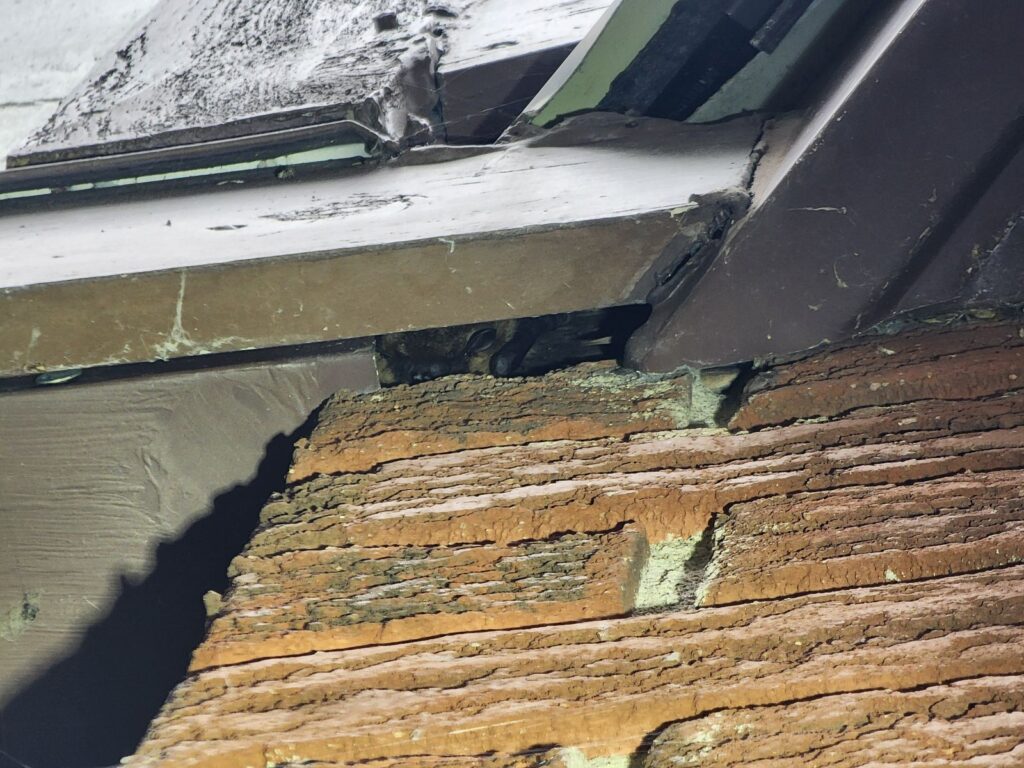 Bat Removal Roswell
