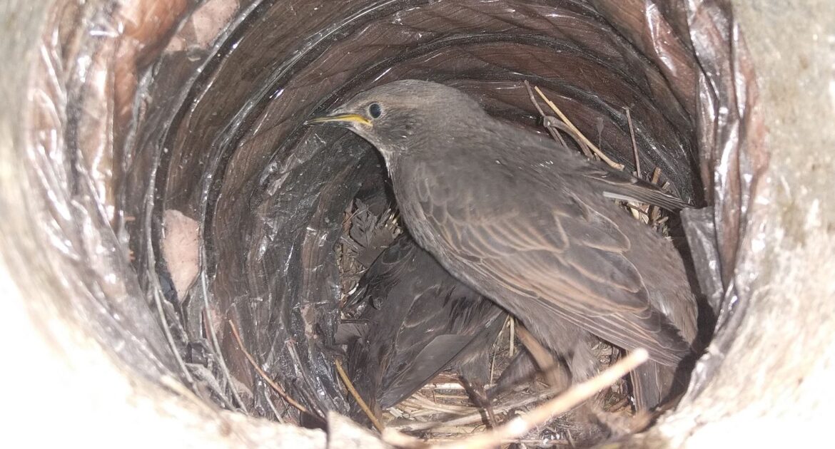 How Your Dryer Vent May Be Offering Local Birds A Warm Shelter This Winter