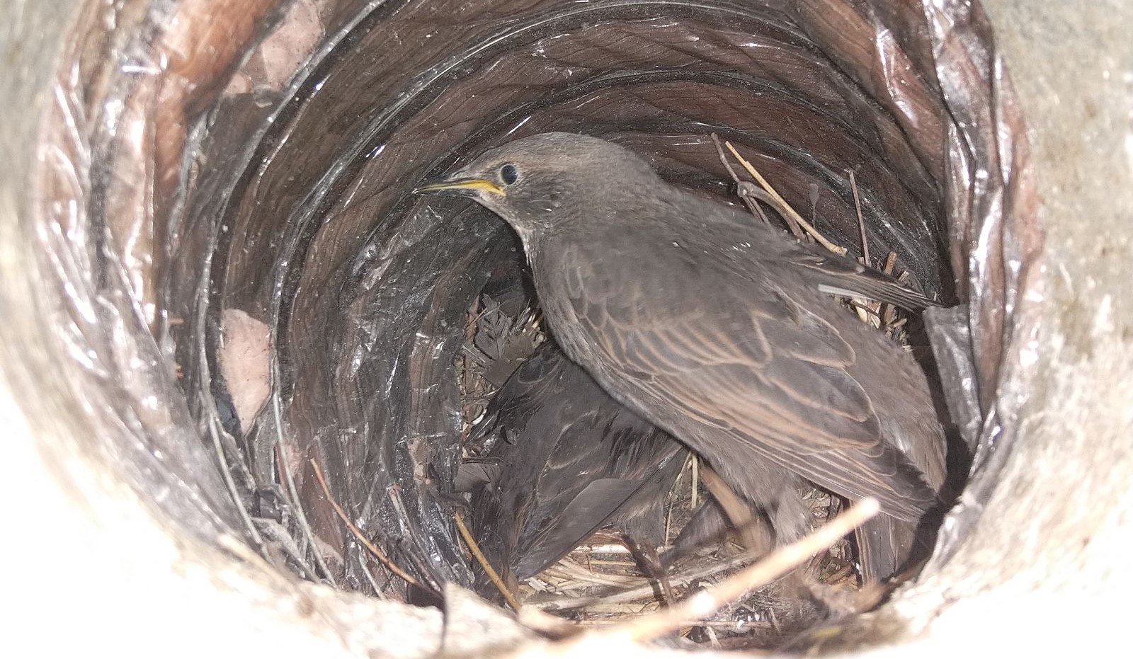 How Your Dryer Vent May Be Offering Local Birds A Warm Shelter This Winter