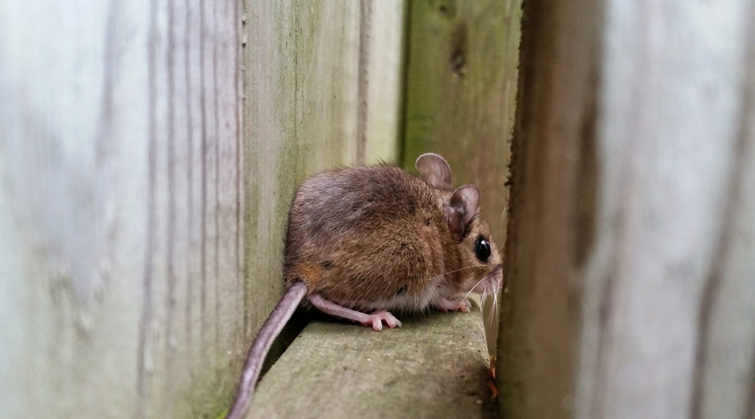 Identifying the Differences Between House Mice and Field Mice