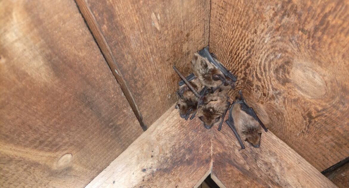Marietta Wildlife Removal How Do Bats Get Inside the Roof
