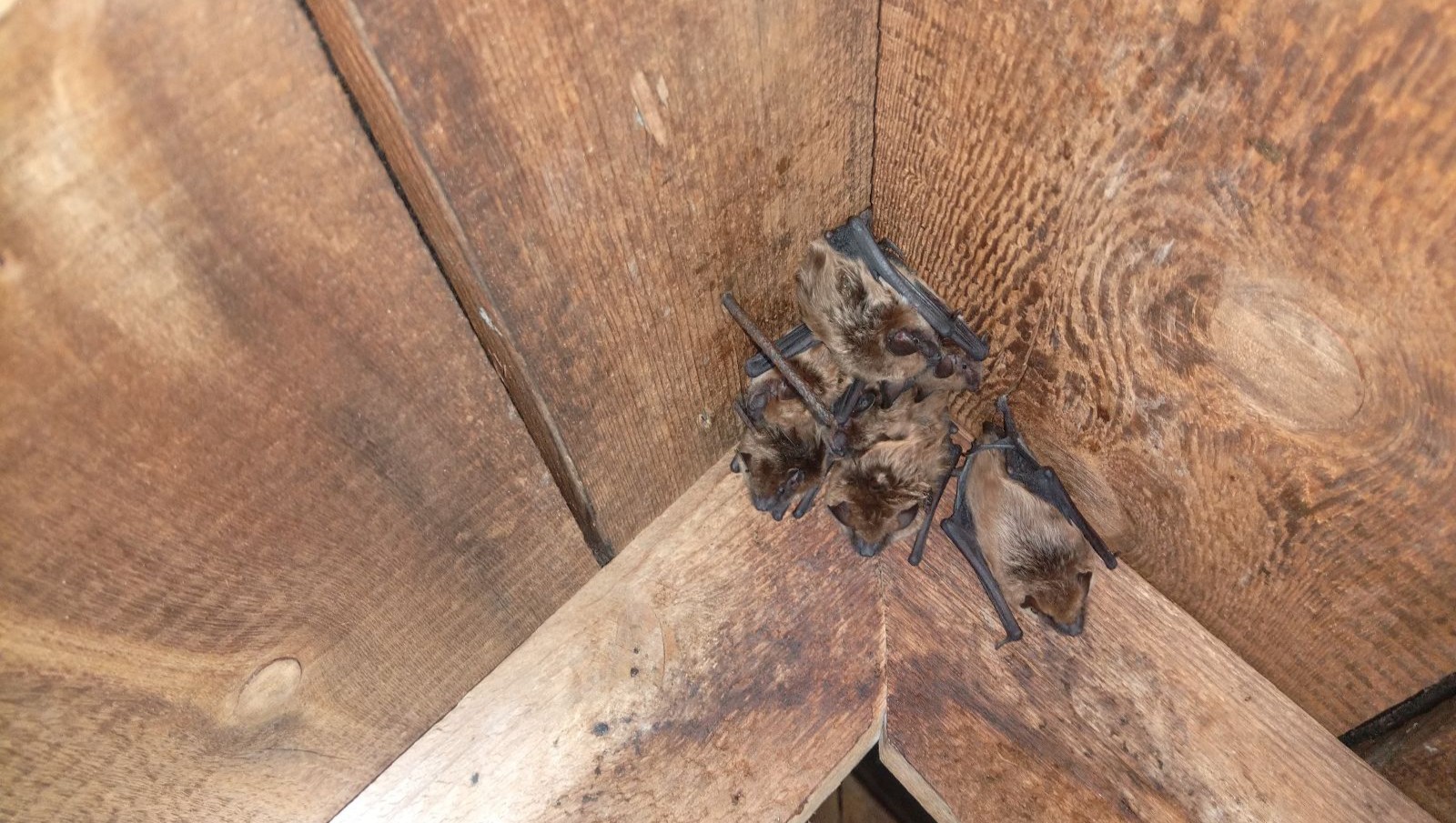 Marietta Wildlife Removal How Do Bats Get Inside the Roof