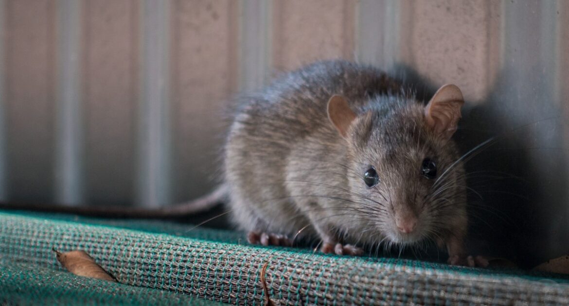 Milwaukee Wildlife Control How to Protect Your Food from Rat Contamination